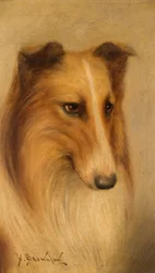 Collie olie ombord